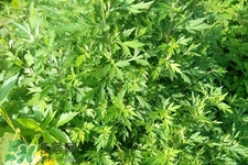 艾草可以治痛經嗎？艾草能治月經不調嗎？