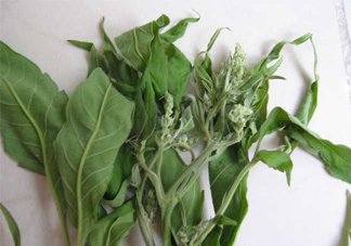 艾草可以治療宮寒嗎？艾草泡腳能治宮寒嗎？