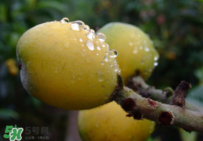 枇杷可以和蔥一起煮嗎？蔥和枇杷葉一起煮可以喝嗎？
