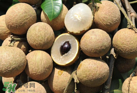 枇杷和龍眼能一起吃嗎？枇杷和桂圓能一起吃嗎？