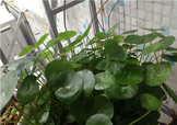 金錢草泡水喝的功效？金錢草有什么作用？