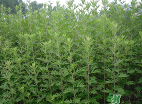 清明菜是什么？清明菜和艾草的區(qū)別 