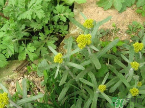 清明菜是發(fā)物嗎？清明菜是不是發(fā)物？