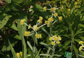 清明菜是發(fā)物嗎？清明菜是不是發(fā)物？