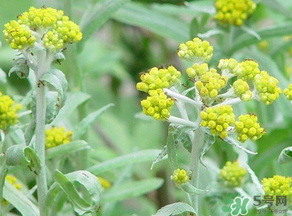 清明菜是發(fā)物嗎？清明菜是不是發(fā)物？