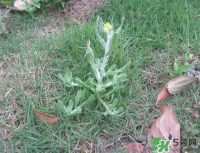 清明菜不能和什么同吃？清明菜和什么相克？