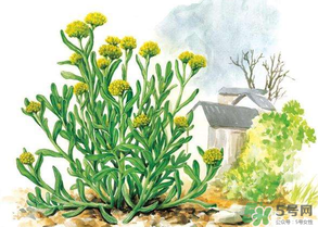 清明草叫什么？清明草有幾種？