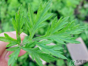 清明草是艾草嗎？清明菜是什么草？