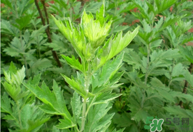 清明草是艾草嗎？清明菜是什么草？