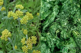 清明草能吃嗎？清明草花可以吃嗎？