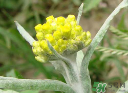 清明草能吃嗎？清明草花可以吃嗎？
