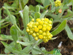清明草能吃嗎？清明草花可以吃嗎？