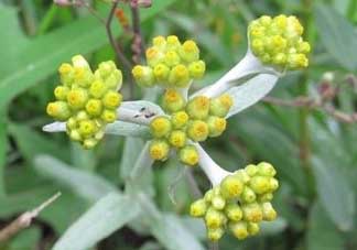 清明草能吃嗎？清明草花可以吃嗎？