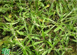 清明草可以做菜吃嗎？清明草能炒來吃嗎？