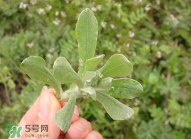 清明草可以曬干嗎？清明草曬干有什么功效？
