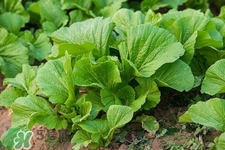 春分要吃春菜嗎？春分為什么要吃春菜？