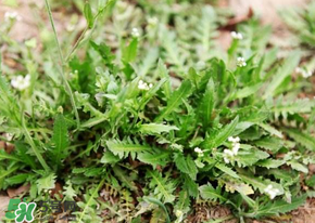 薺菜什么時(shí)候開花？薺菜花什么時(shí)候采？