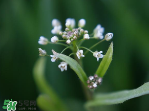 薺菜什么時(shí)候開花？薺菜花什么時(shí)候采？