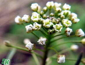 薺菜什么時(shí)候開花？薺菜花什么時(shí)候采？