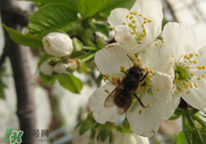 櫻桃怎么授粉？紅燈櫻桃怎么授粉？