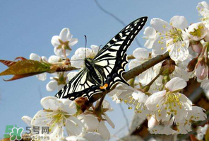 櫻桃怎么授粉？紅燈櫻桃怎么授粉？