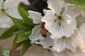 櫻桃怎么授粉？紅燈櫻桃怎么授粉？