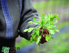 糖尿病人能吃薺菜嗎？糖尿病人可以吃薺菜嗎？