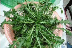 野生薺菜孕婦能吃嗎？野薺菜孕婦可以吃嗎？