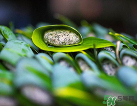 蒿子粑粑能吃嗎？蒿子粑粑可以吃嗎？