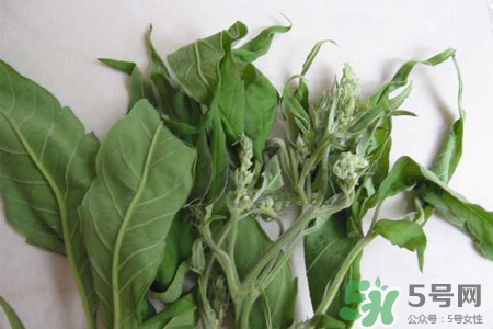 艾草是寒性的嗎？艾草是涼性的嗎？