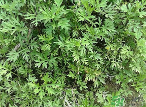 蒿子是發(fā)物嗎？蒿子是不是發(fā)物嗎？