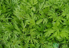 蒿子是發(fā)物嗎？蒿子是不是發(fā)物嗎？