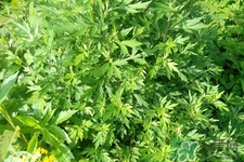 艾草是哪個(gè)季節(jié)的？艾草是什么季節(jié)采摘？