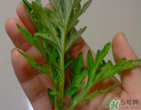 蒿子是艾葉嗎？蒿子和艾葉的區別