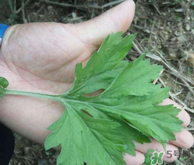 蒿子是艾葉嗎？蒿子和艾葉的區別