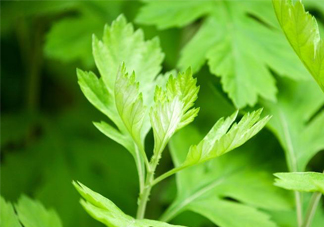 艾草是哪個(gè)季節(jié)的？艾草是什么季節(jié)采摘？