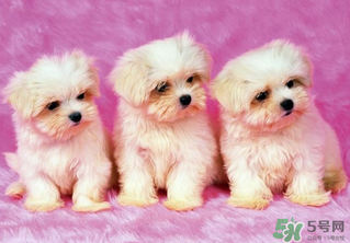 狗狗能吃薺菜嗎？狗吃了薺菜會(huì)生病嗎？