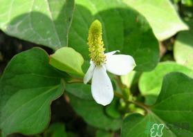 薺菜和魚腥草能一起吃嗎？薺菜和魚腥草可以同時泡茶嗎？