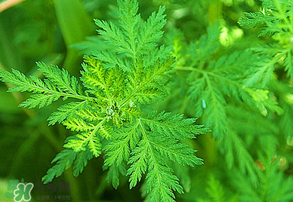 青蒿是什么植物？青蒿是種子植物還是裸子植物？