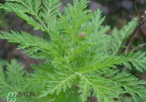 青蒿是什么植物？青蒿是種子植物還是裸子植物？