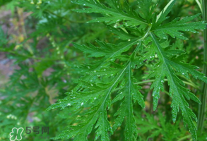 青蒿是什么植物？青蒿是種子植物還是裸子植物？