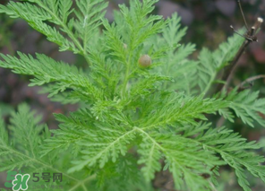 蒿子怎么做好吃？蒿子能涼拌嗎？