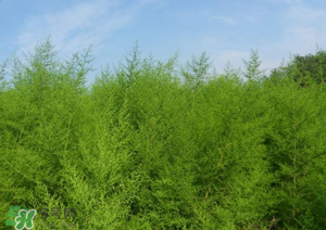 蒿子怎么做好吃？蒿子能涼拌嗎？
