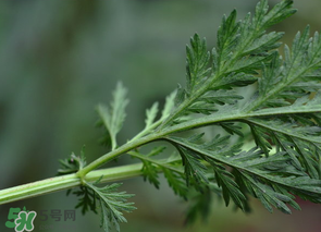 蒿子怎么做好吃？蒿子能涼拌嗎？