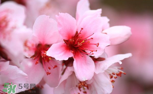 清明節(jié)還有桃花嗎？清明節(jié)去哪里看桃花？
