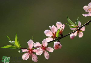 清明節(jié)還有桃花嗎？清明節(jié)去哪里看桃花？