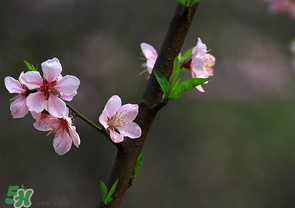 清明節(jié)還有桃花嗎？清明節(jié)去哪里看桃花？