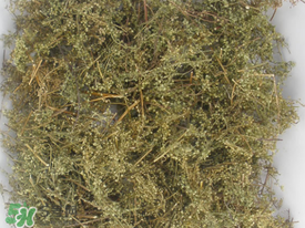 青蒿可以泡水喝嗎？青蒿能泡水喝嗎？