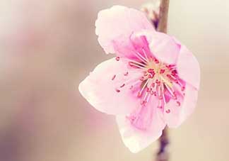 清明節還有桃花嗎？清明節去哪里看桃花？