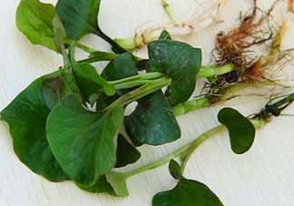 薺菜和魚(yú)腥草能一起吃嗎？薺菜和魚(yú)腥草可以同時(shí)泡茶嗎？